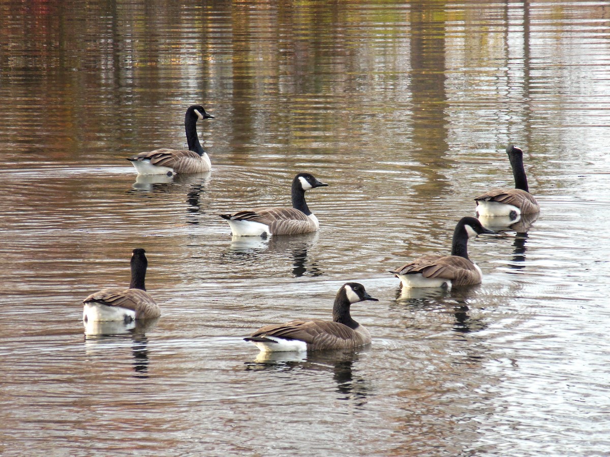 Canada Goose - ML645780333