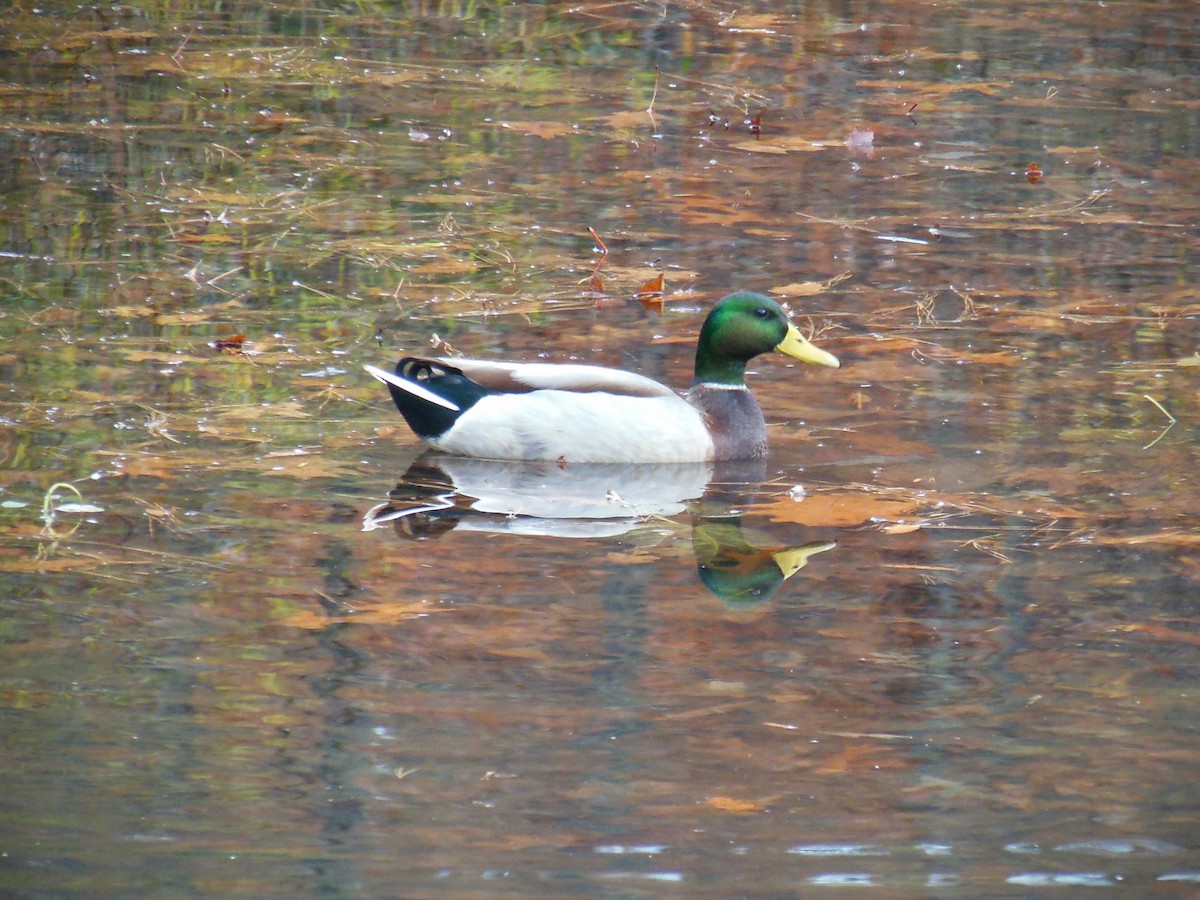 綠頭鴨 - ML645780346