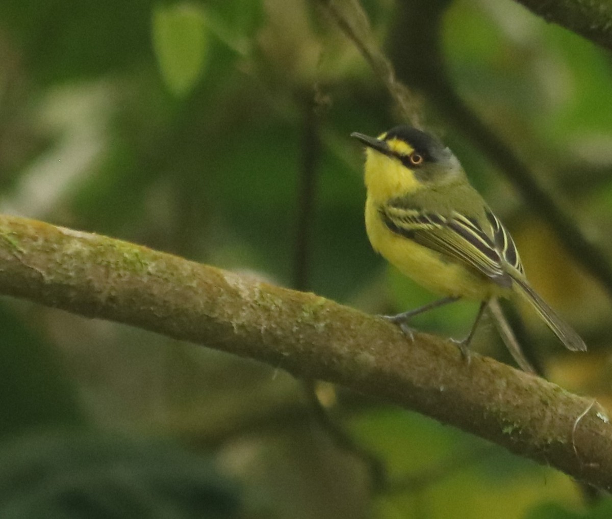 Todirostre à tête grise - ML645780364