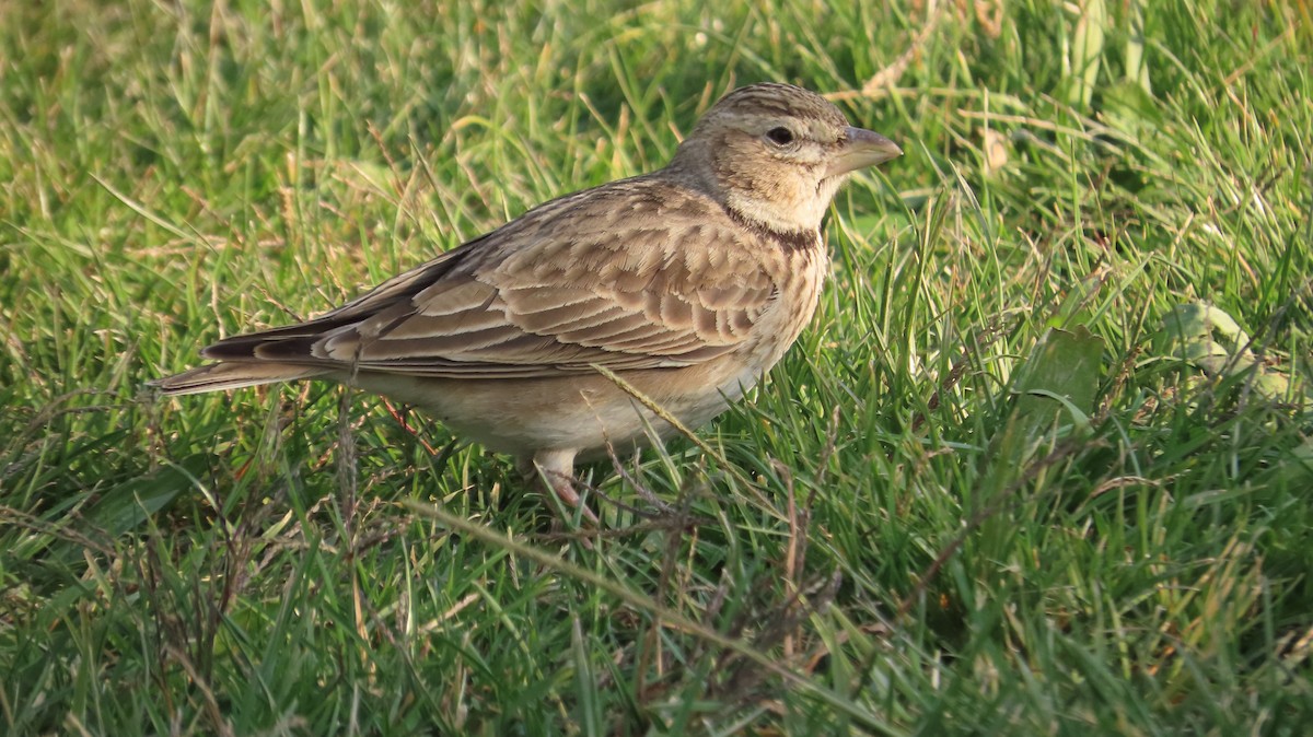 Alouette calandre - ML645780366