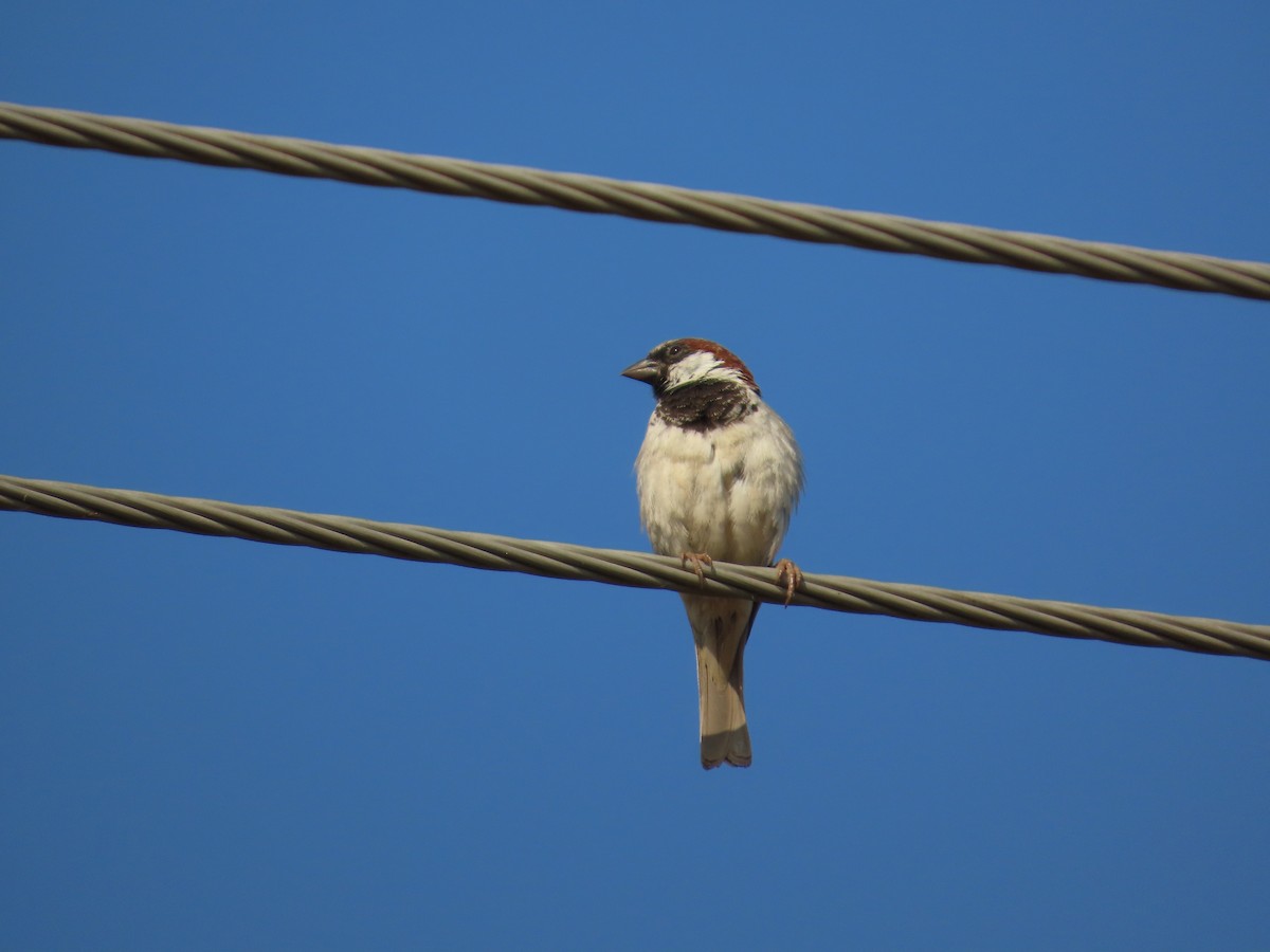 vrabec domácí - ML645780376