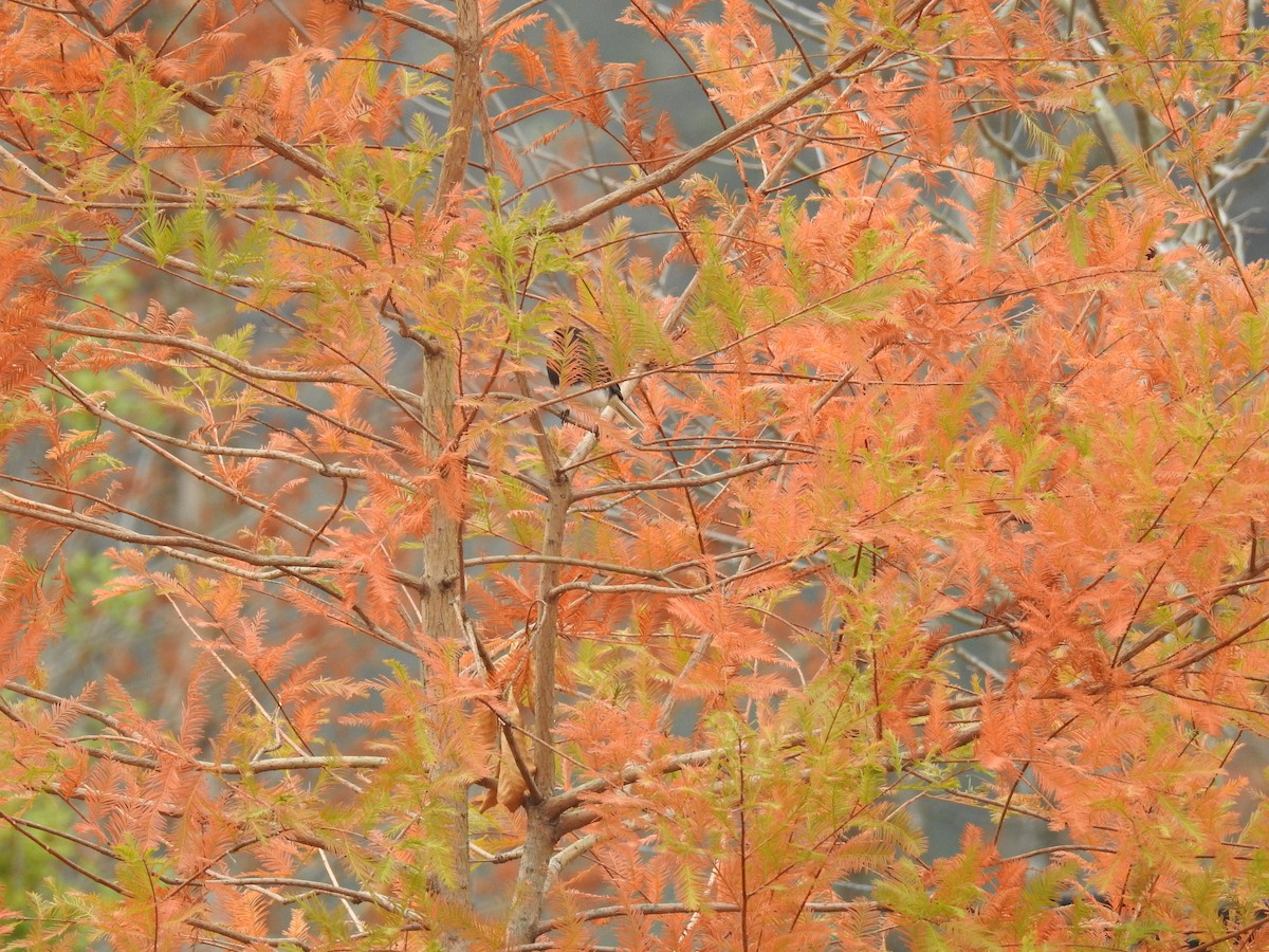 Dark-eyed Junco - ML645780377
