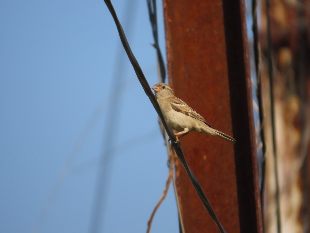 vrabec domácí - ML645780386