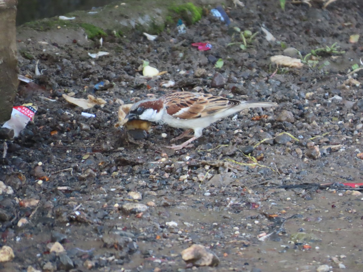 vrabec domácí - ML645780387