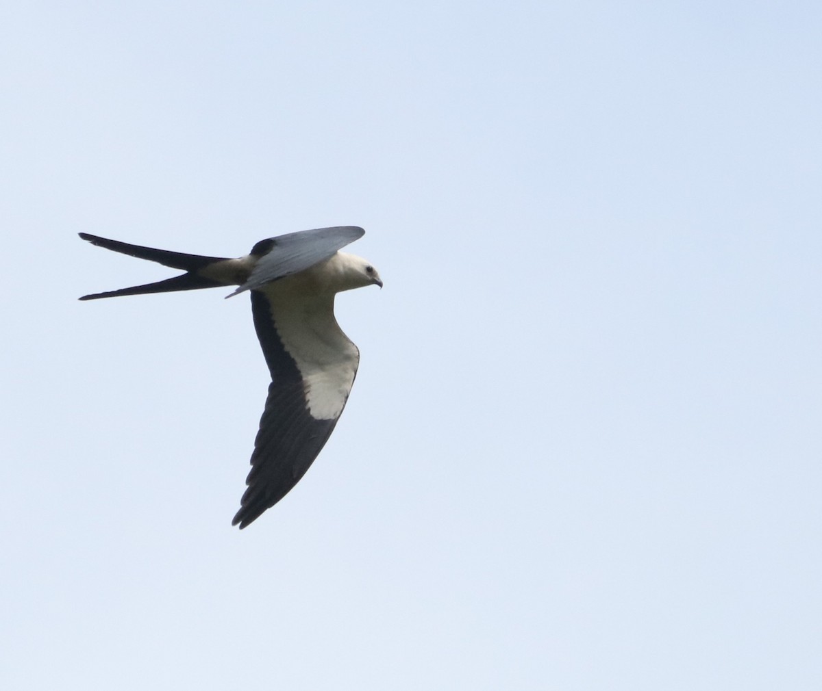 Swallow-tailed Kite - ML645780403