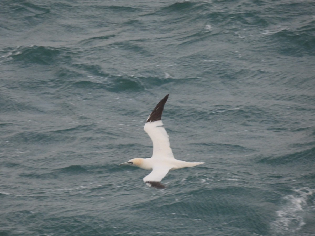 Northern Gannet - ML645780409