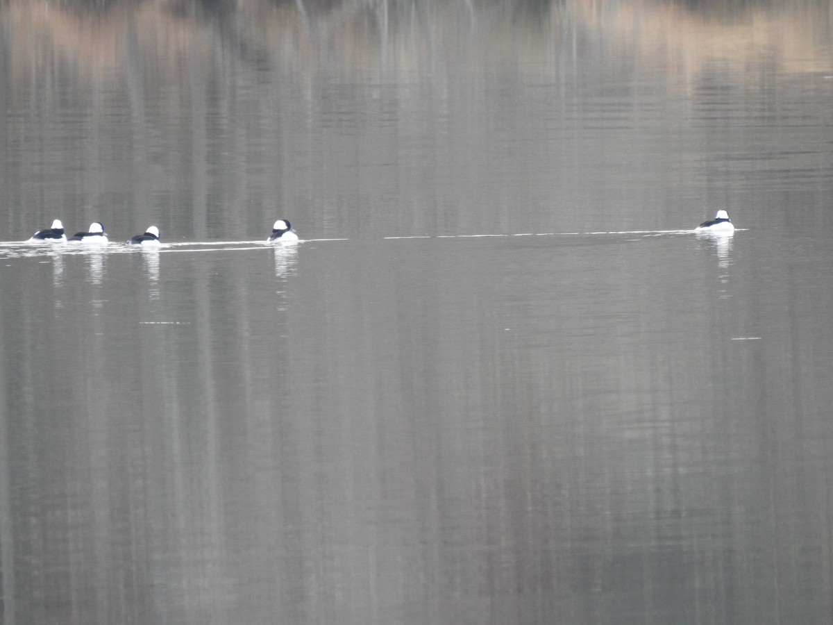 Bufflehead - ML645780418