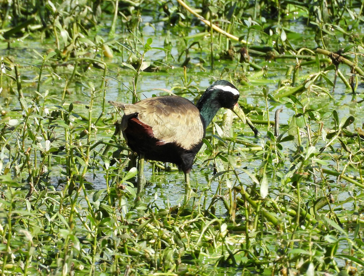 Бронзовокрылая якана - ML645780422