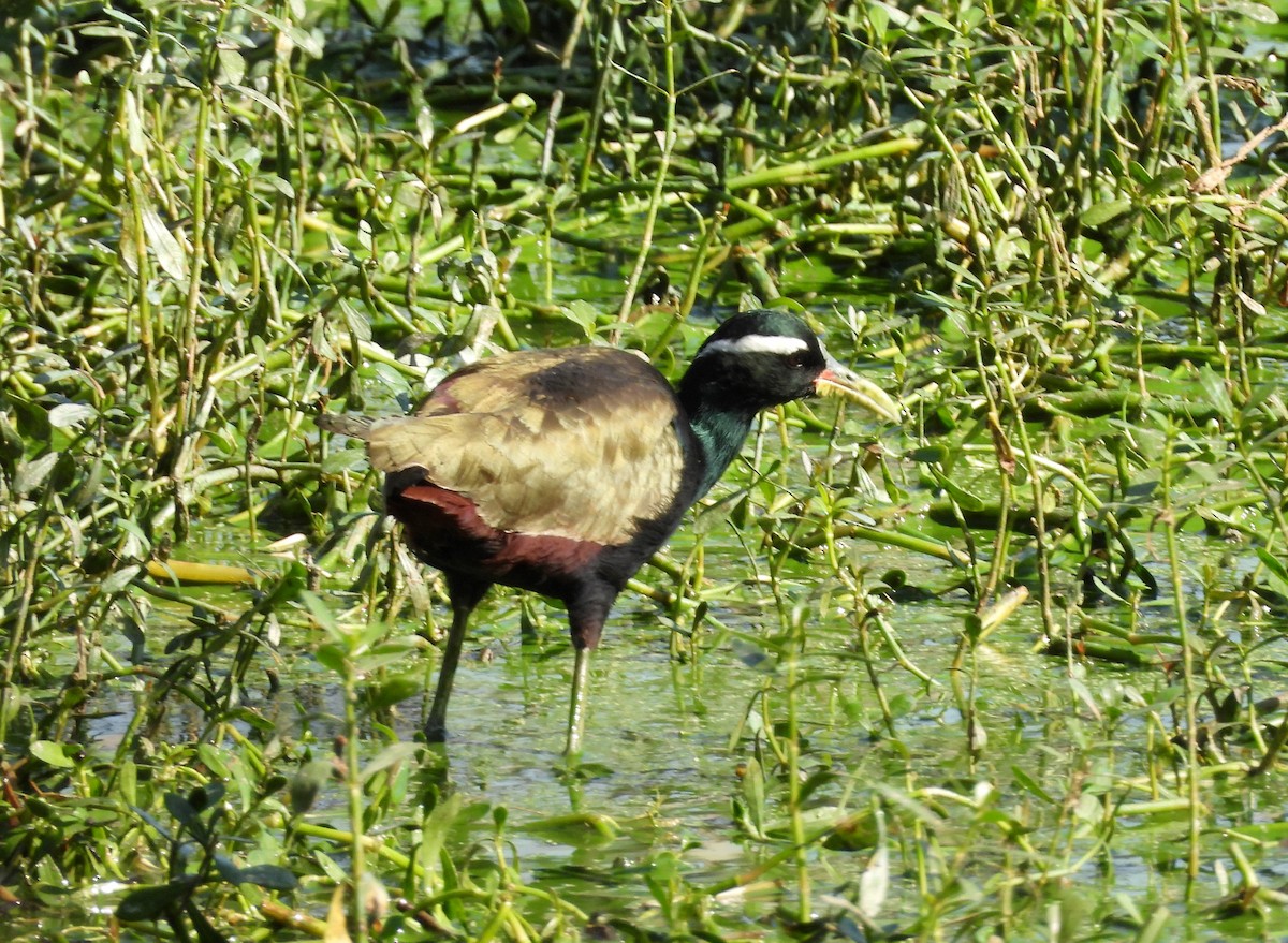 Бронзовокрылая якана - ML645780423