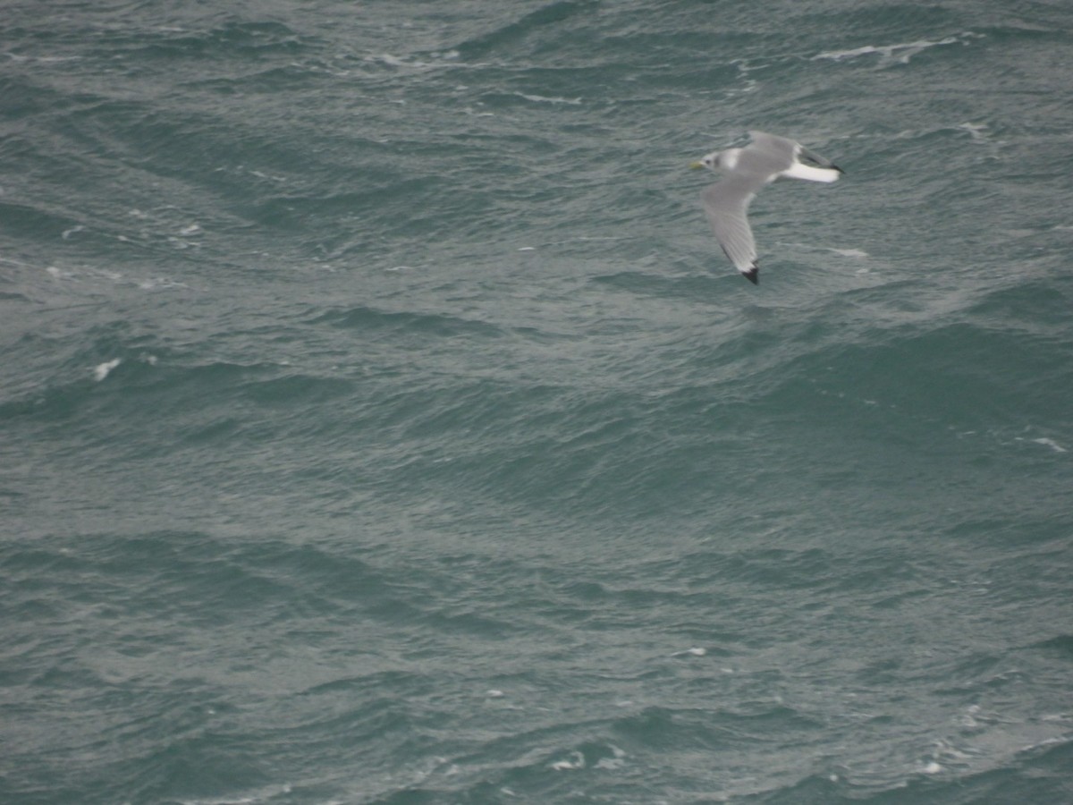 krykkje - ML645780427