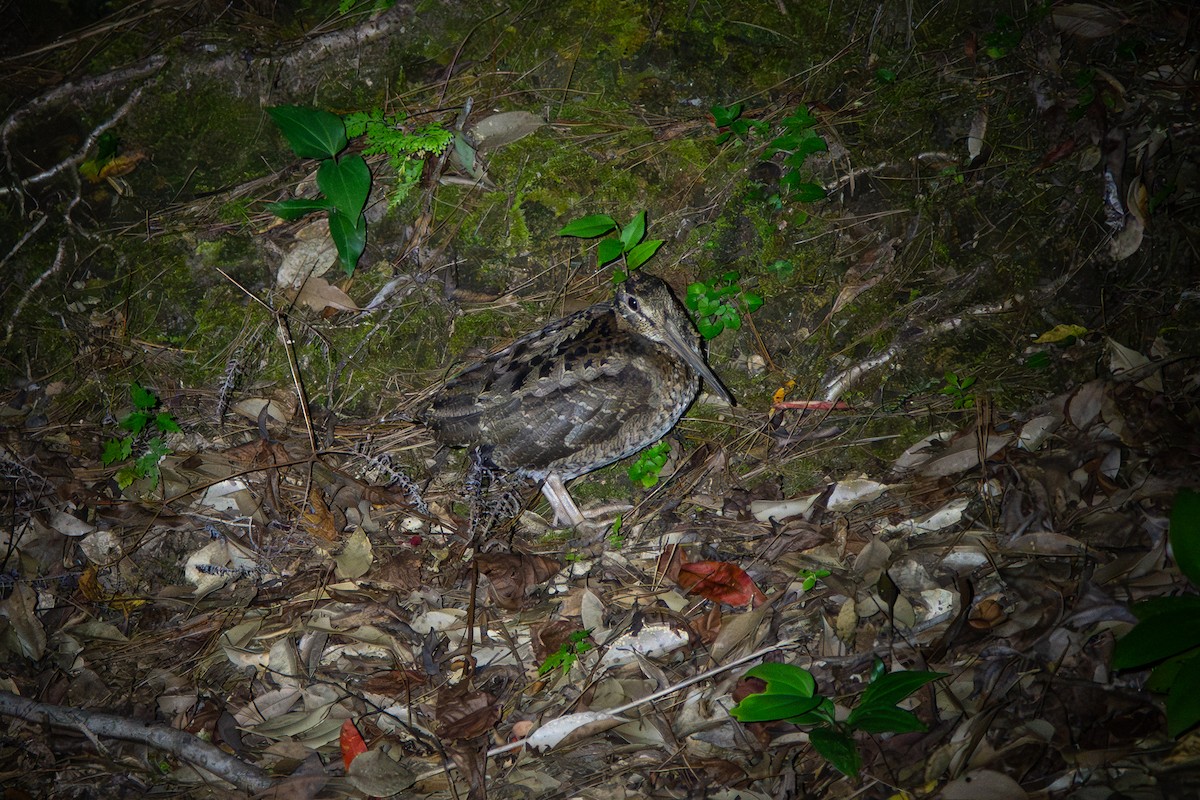 Amami Woodcock - ML645780430