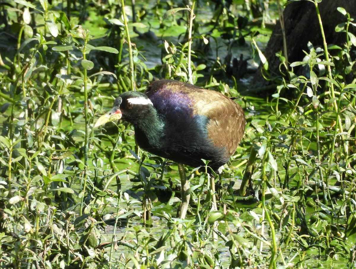 Бронзовокрылая якана - ML645780435