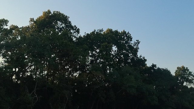 Oriental Pied-Hornbill - ML645780447