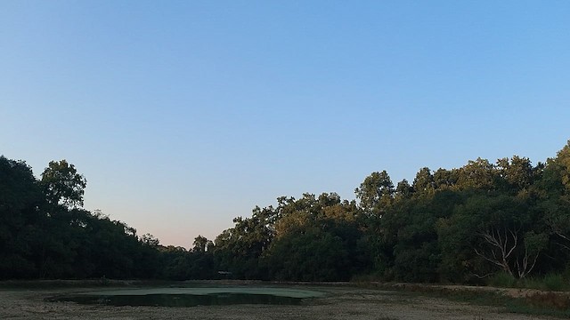 Oriental Pied-Hornbill - ML645780448