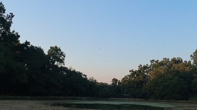 Oriental Pied-Hornbill - ML645780449