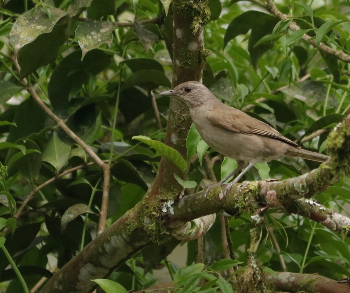 Pale-breasted Thrush - ML645780450