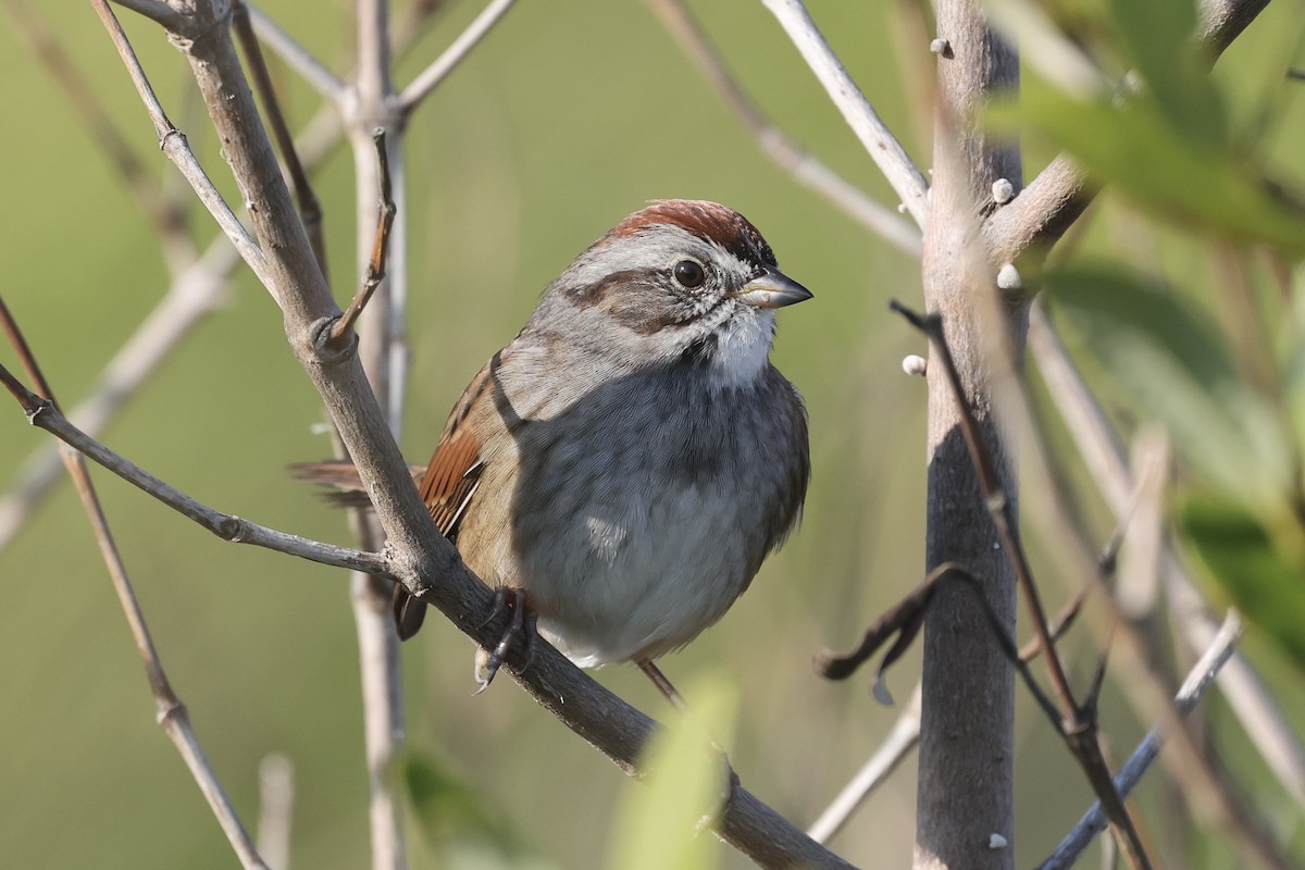 Swamp Sparrow - ML645780452