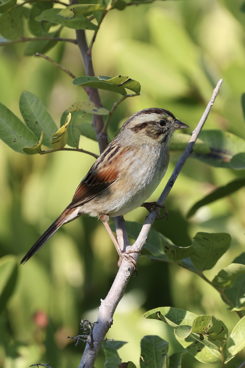 Swamp Sparrow - ML645780453