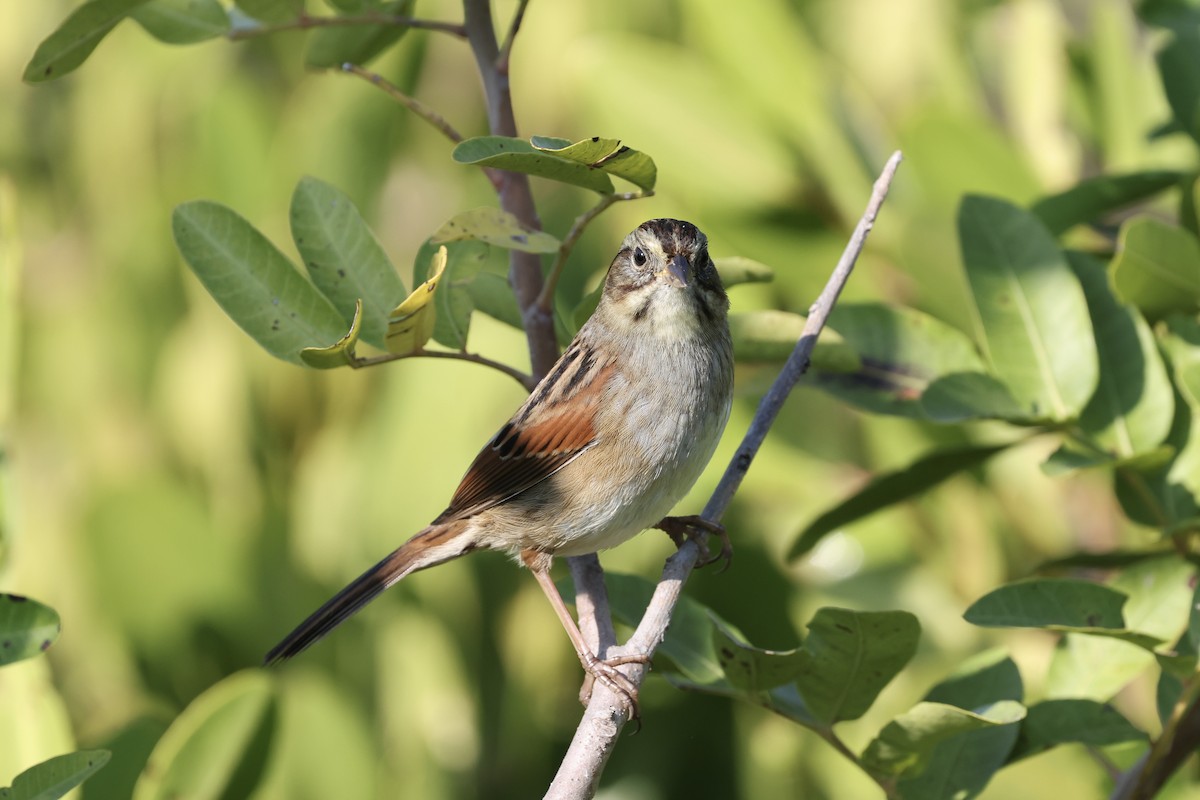 Swamp Sparrow - ML645780454