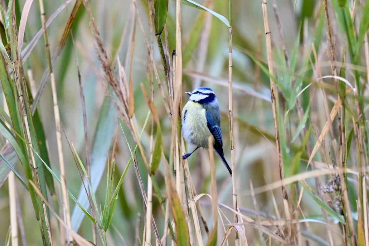 Eurasian Blue Tit - ML645780465