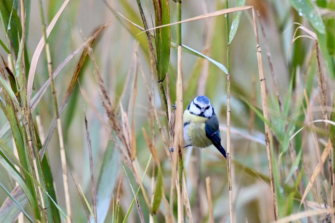 Eurasian Blue Tit - ML645780466