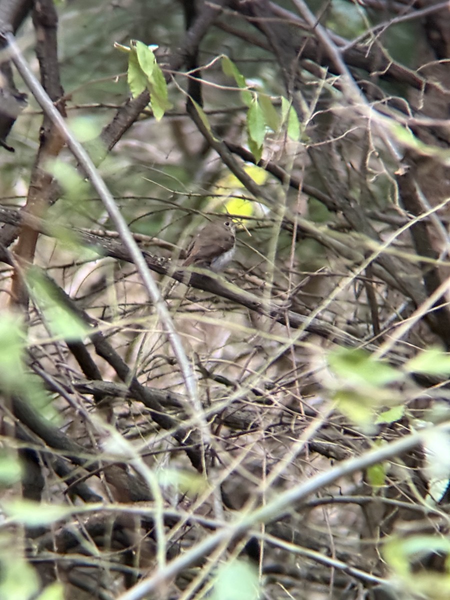 Дрізд-короткодзьоб плямистоволий - ML645780468