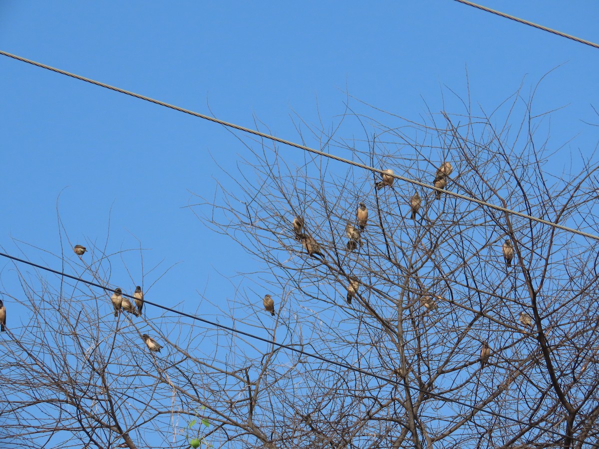 Rosy Starling - ML645780478