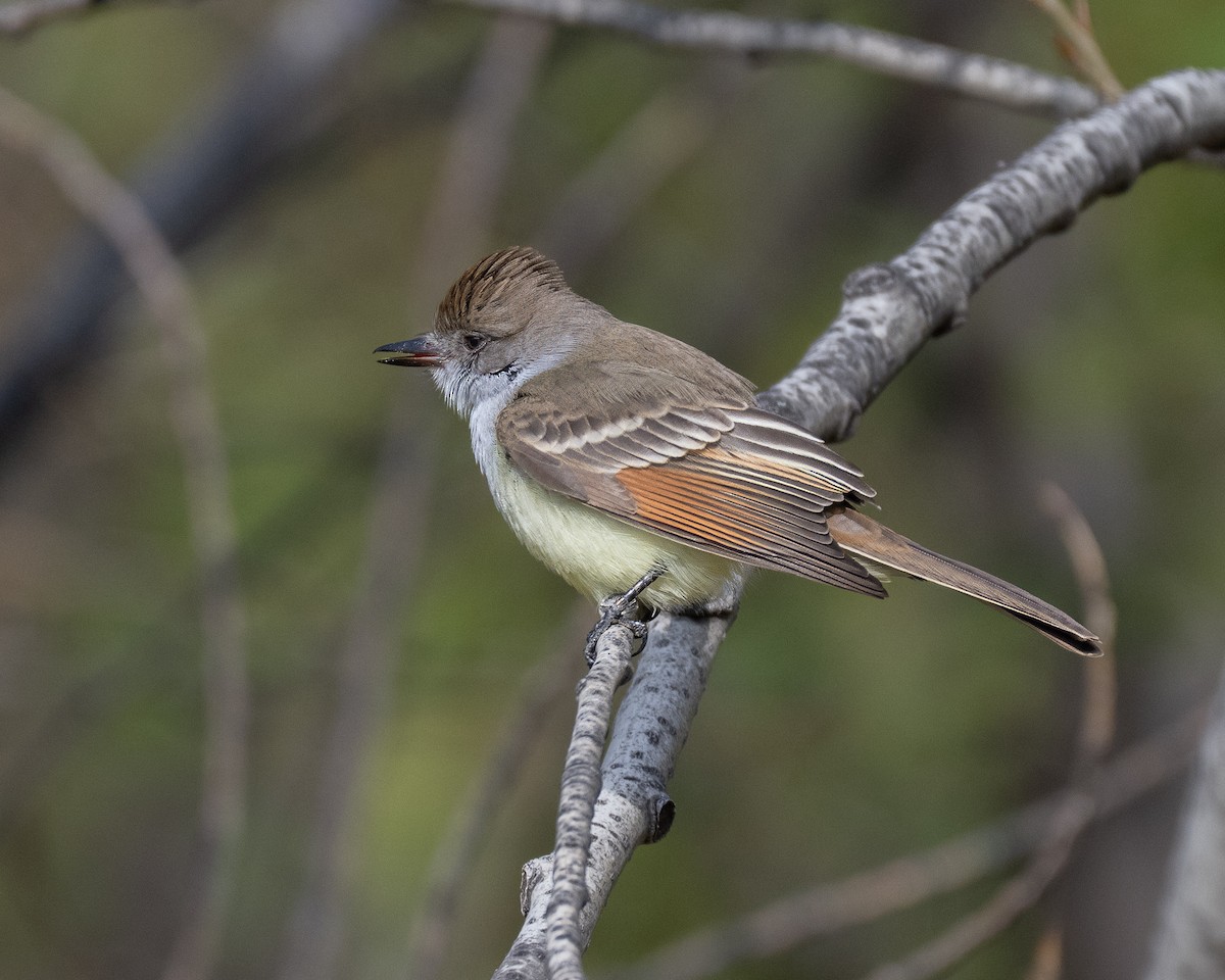 Ash-throated Flycatcher - ML645780481