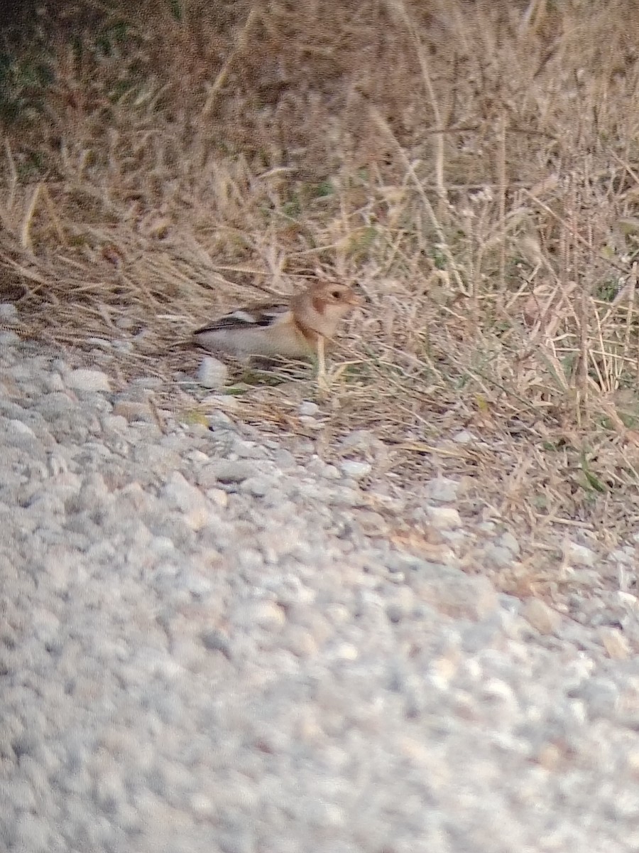 Snow Bunting - ML645780484