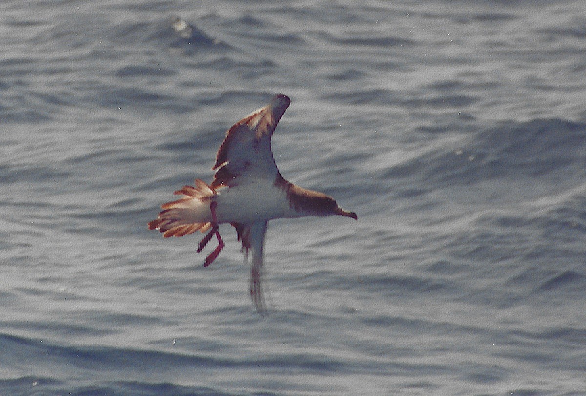 Cory's Shearwater - ML645780490