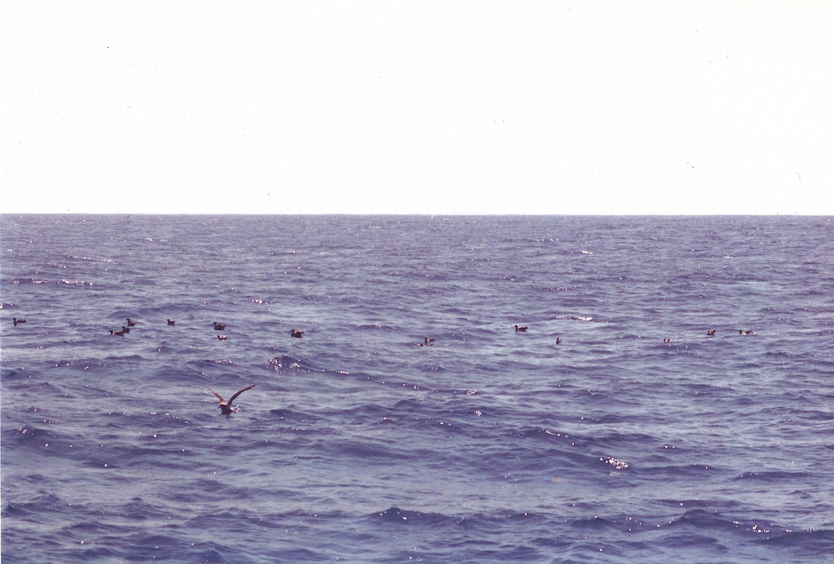 Cory's Shearwater - ML645780491