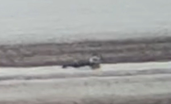 Long-tailed Duck - ML645780496