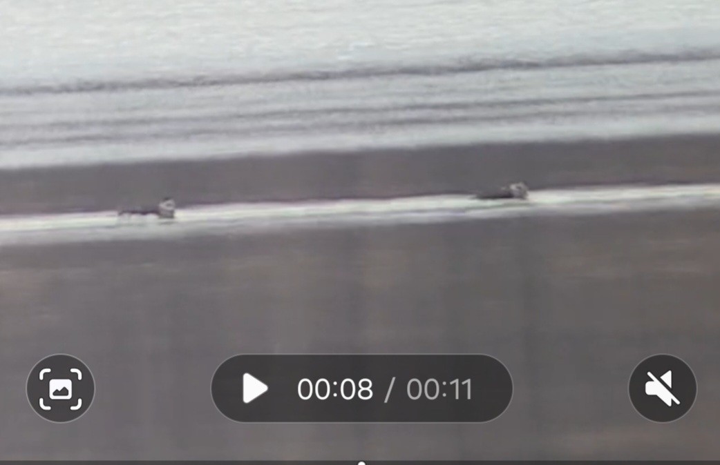 Long-tailed Duck - ML645780497