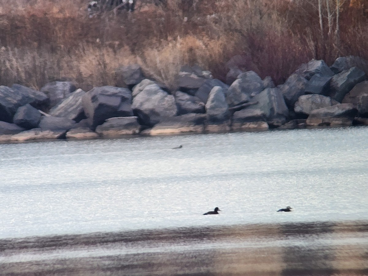 Long-tailed Duck - ML645780498