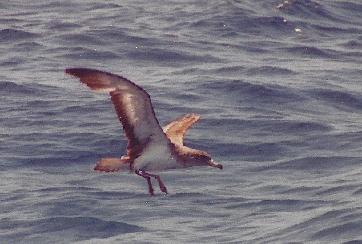Cory's Shearwater - ML645780499