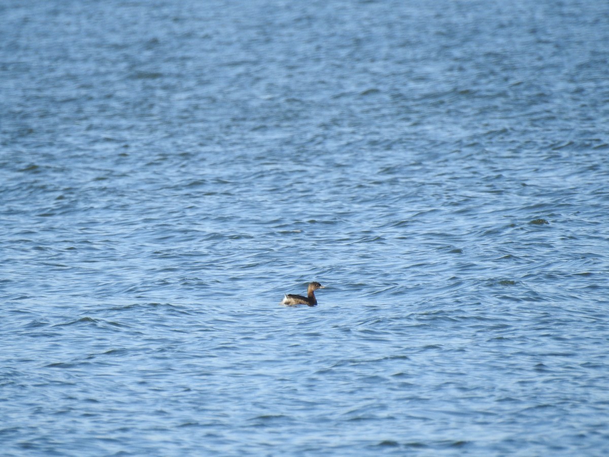 Pied-billed Grebe - ML645780500