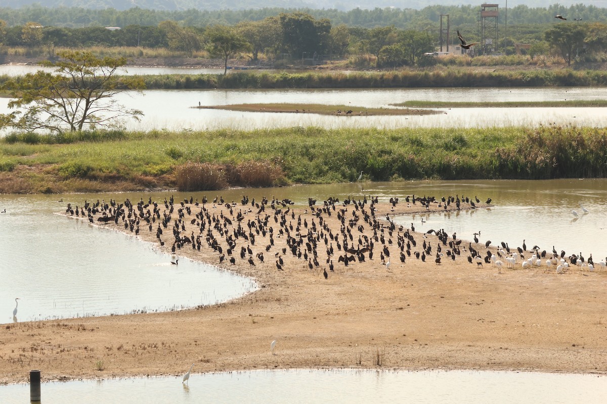 鸕鷀 - ML645780503