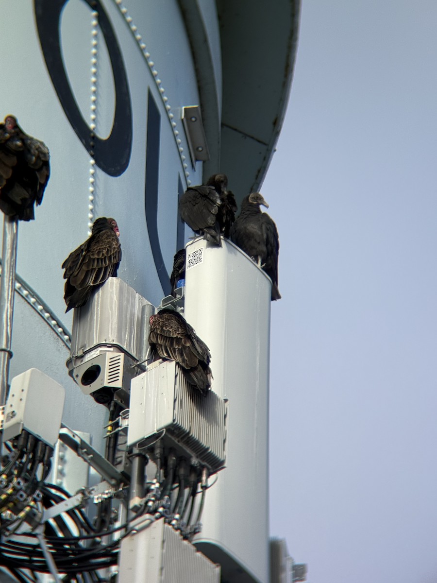 Black Vulture - ML645780510