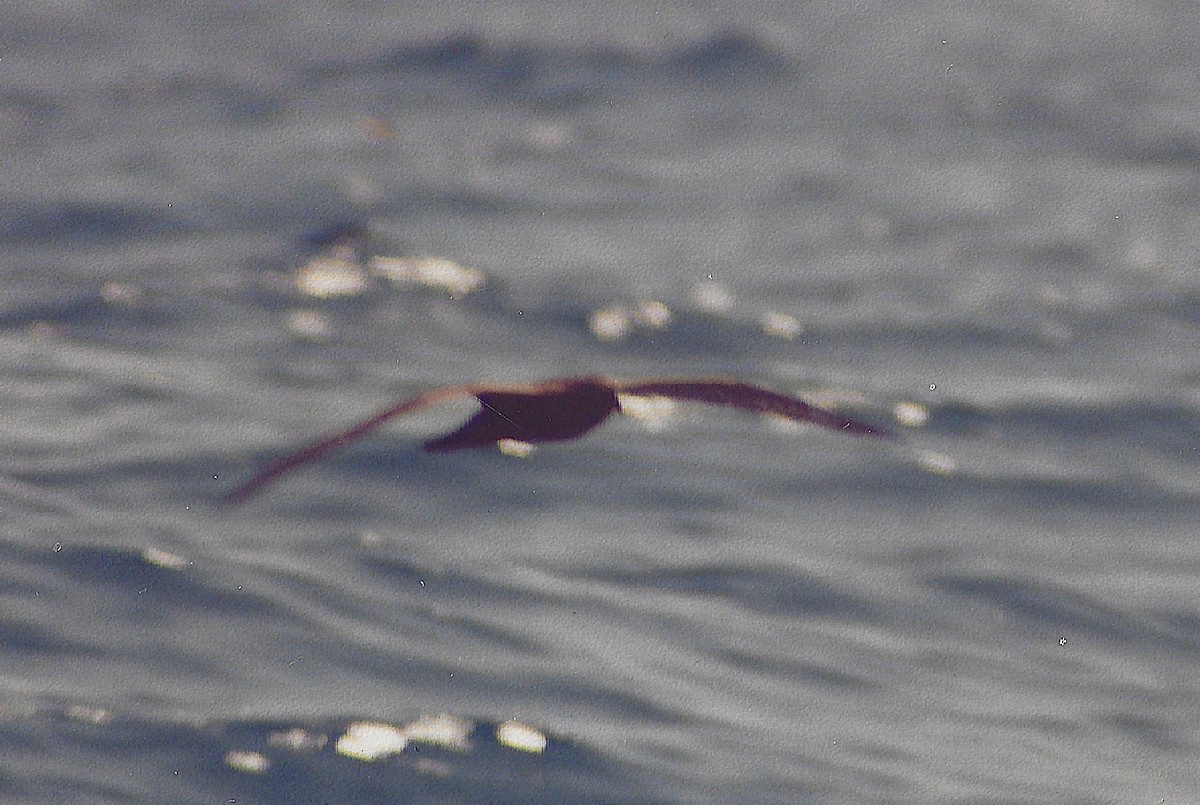 Petrel de Isla Trinidad - ML645780511
