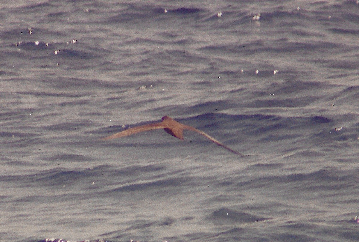 Petrel de Isla Trinidad - ML645780512