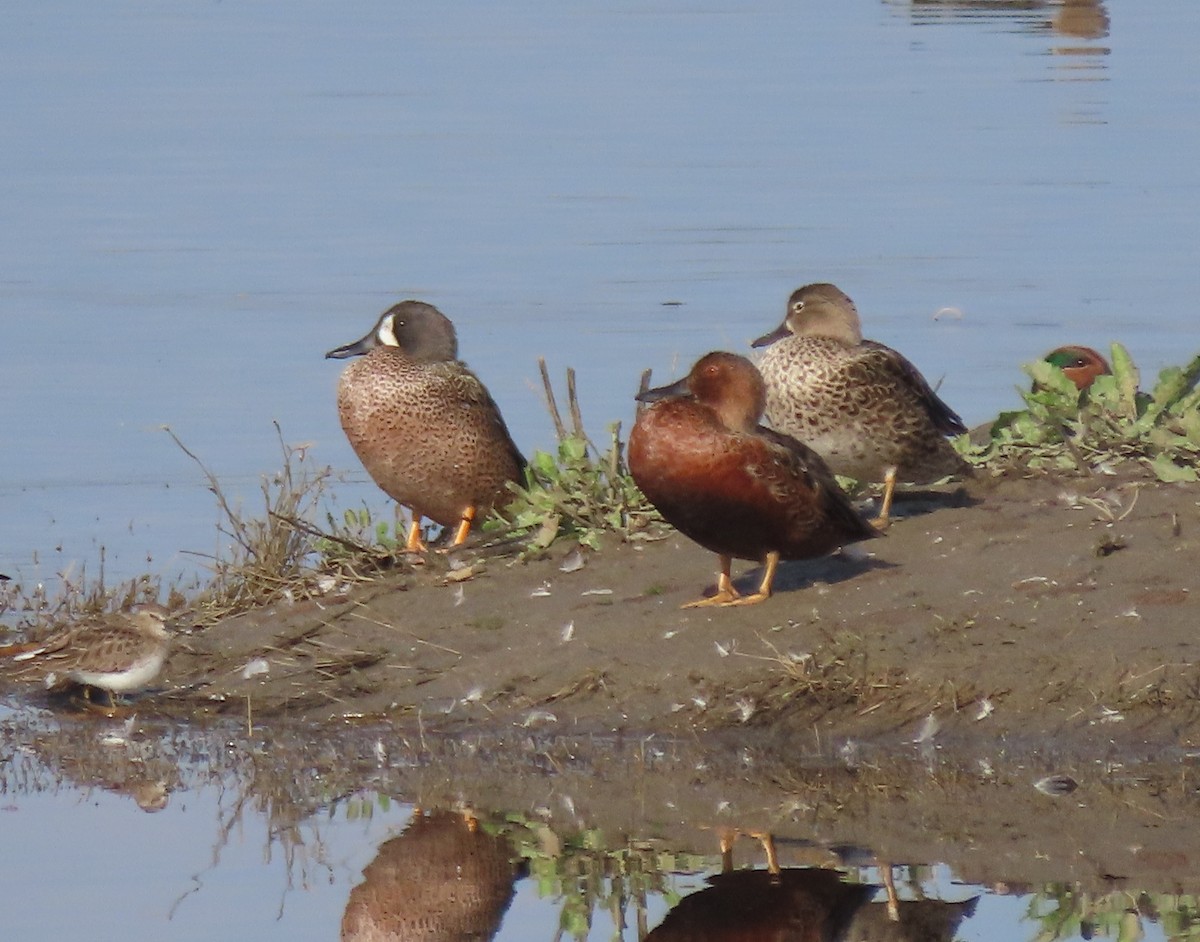 Blue-winged Teal - ML645780544