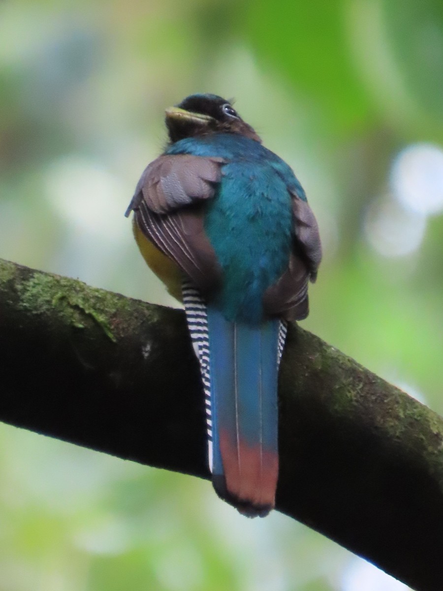 Trogón Amarillo Norteño - ML645780557