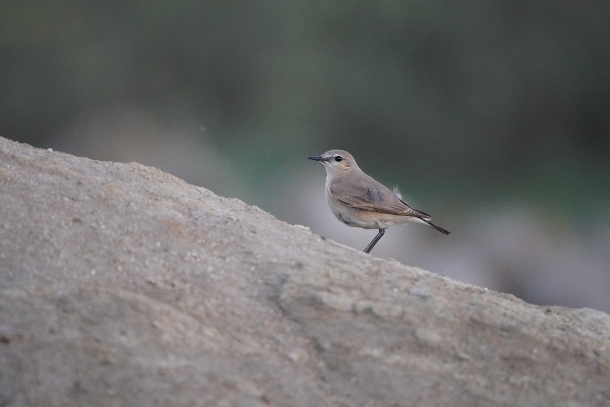 Collalba Isabel - ML645780558