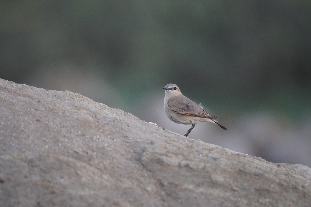 Collalba Isabel - ML645780559