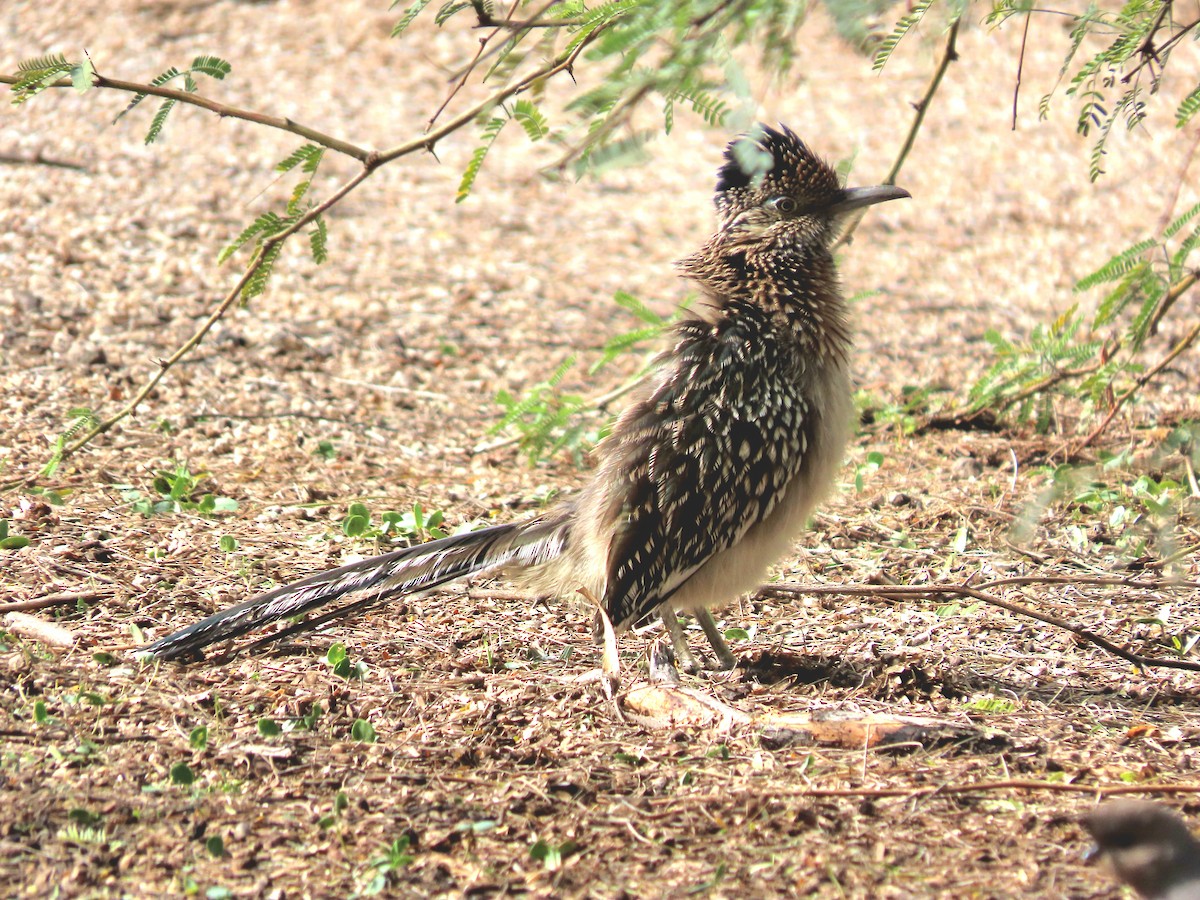 Correcaminos Grande - ML645780560