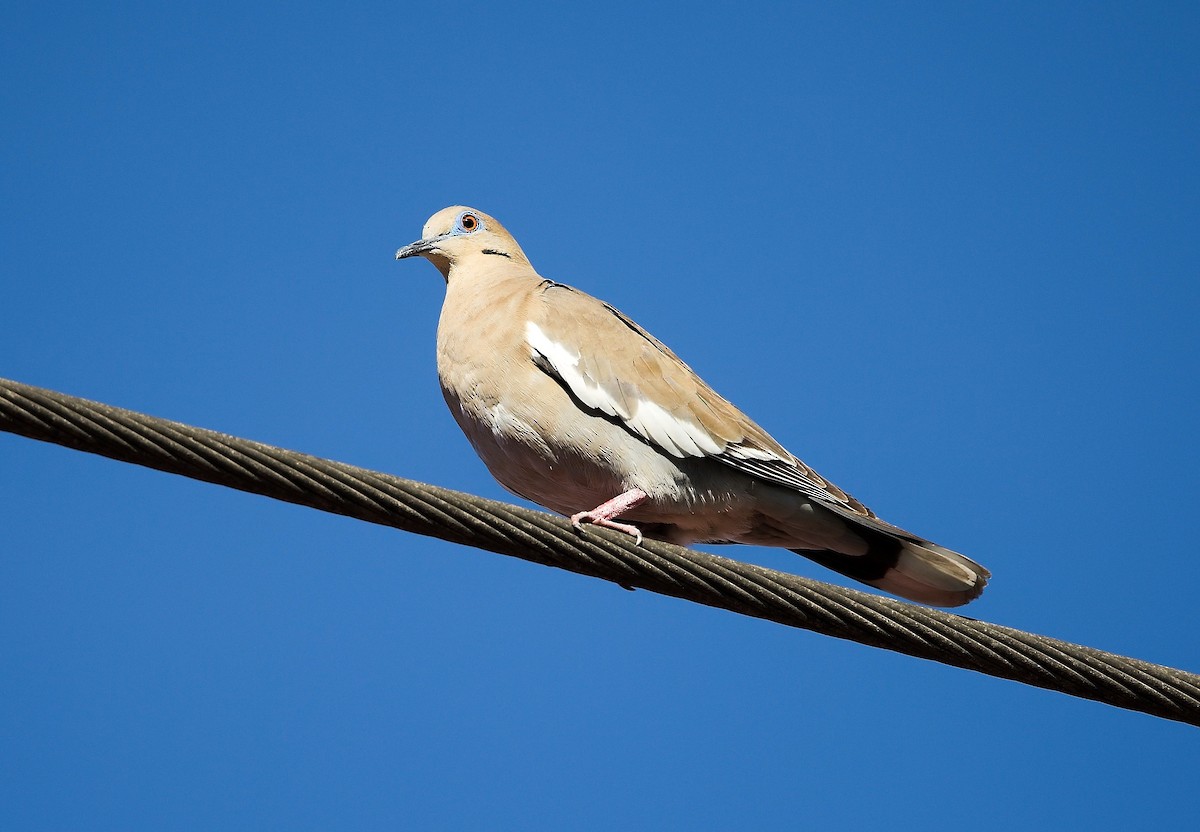 Zenaida Aliblanca - ML645780561