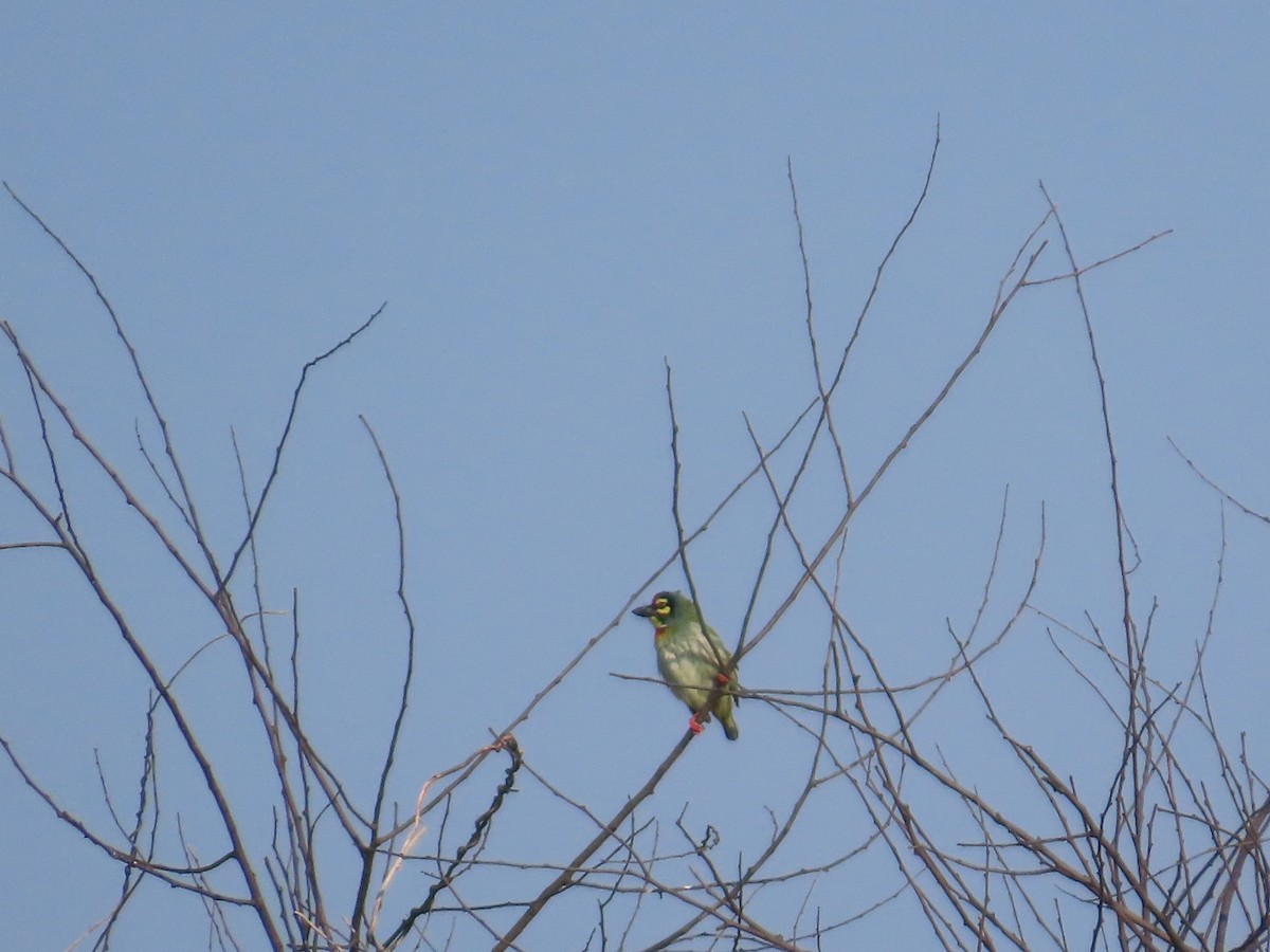 Barbudo Calderero - ML645780562