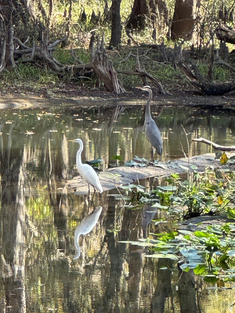 Garza Azulada - ML645780563