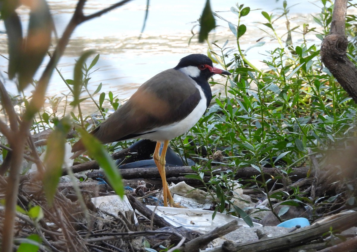 Avefría India - ML645780565