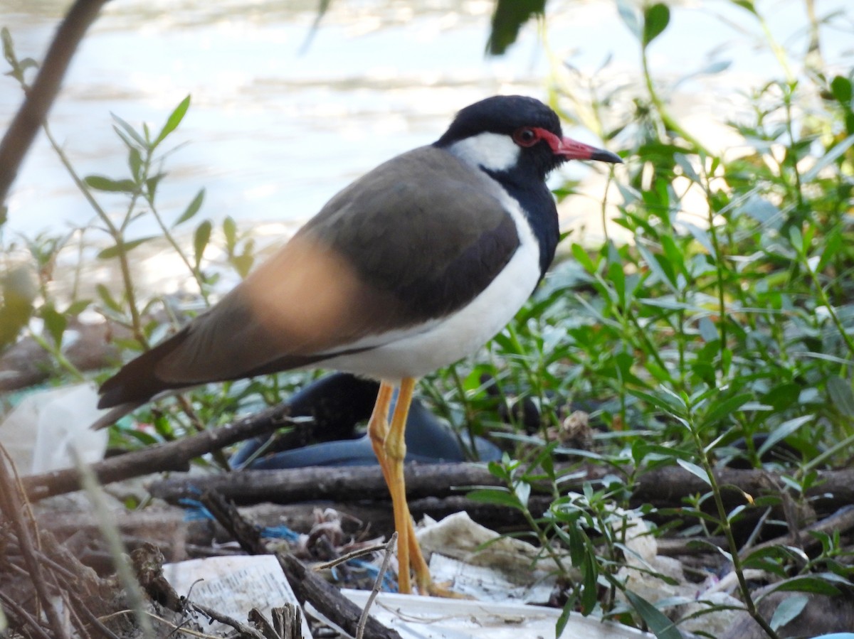 Avefría India - ML645780566